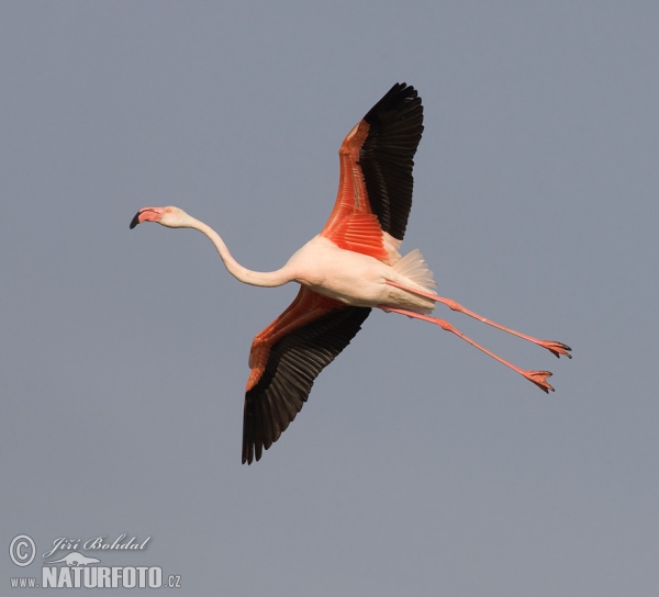 Flamingo (Phoenicopterus roseus)