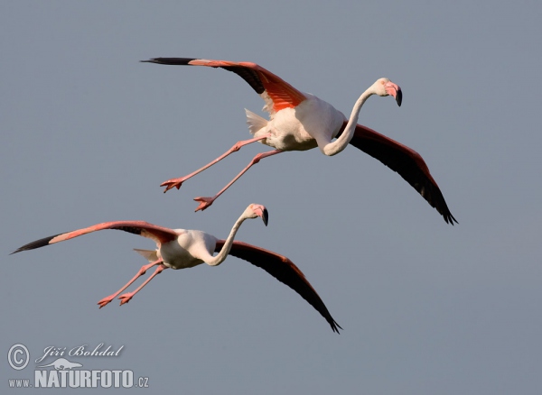 Flamingo (Phoenicopterus roseus)