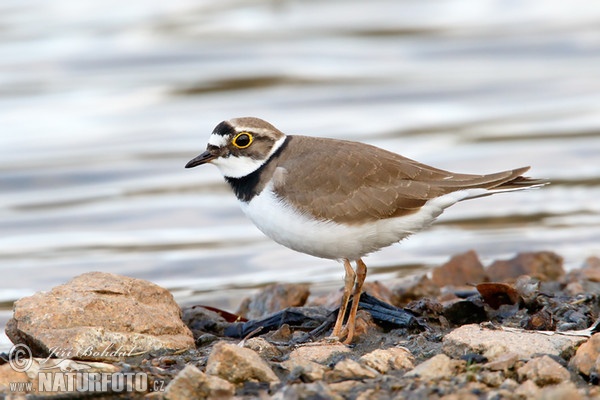 Flussregenpfeifer (Charadrius dubius)