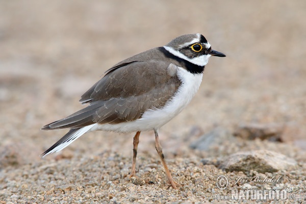 Flussregenpfeifer (Charadrius dubius)