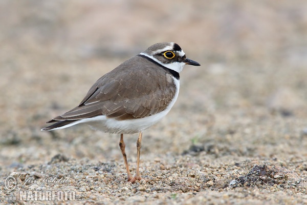 Flussregenpfeifer (Charadrius dubius)