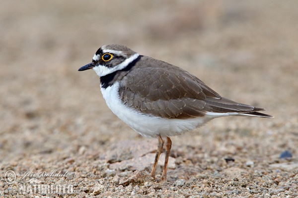 Flussregenpfeifer (Charadrius dubius)