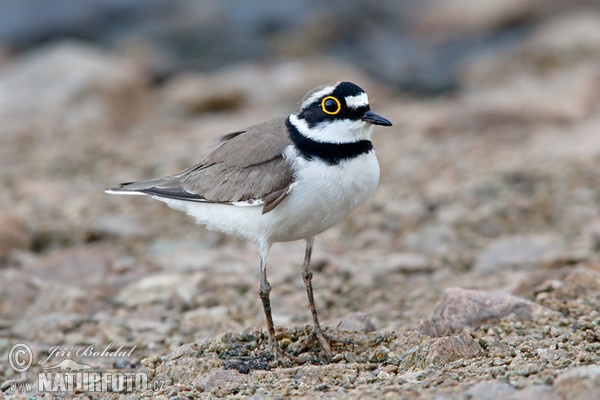 Flussregenpfeifer (Charadrius dubius)