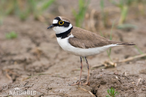 Flussregenpfeifer (Charadrius dubius)