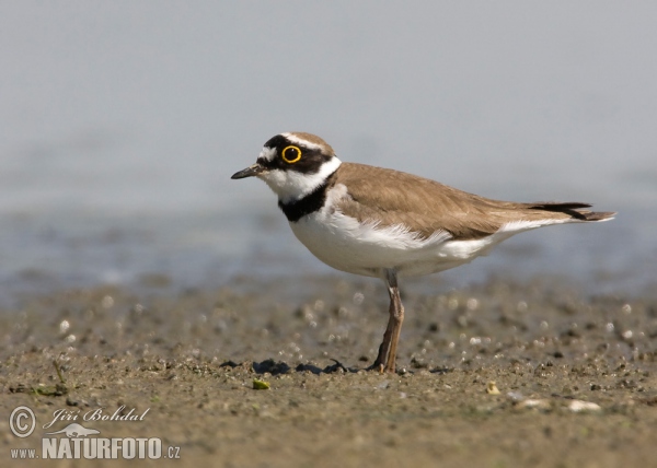 Flussregenpfeifer (Charadrius dubius)