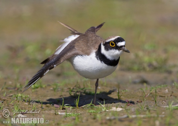 Flussregenpfeifer (Charadrius dubius)