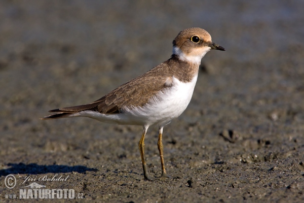 Flussregenpfeifer (Charadrius dubius)