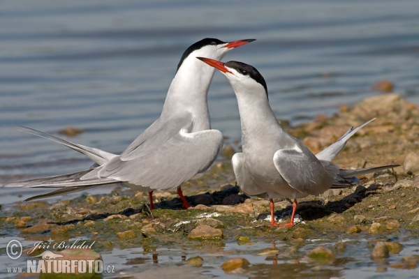 Flußseeschwalbe (Sterna hirundo)