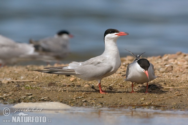 Flußseeschwalbe (Sterna hirundo)