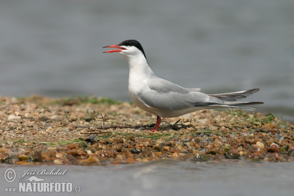 Flußseeschwalbe (Sterna hirundo)