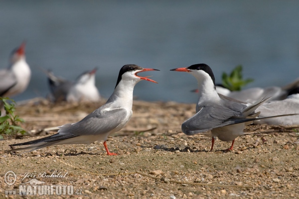 Flußseeschwalbe (Sterna hirundo)