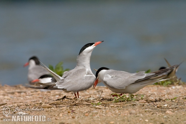 Flußseeschwalbe (Sterna hirundo)