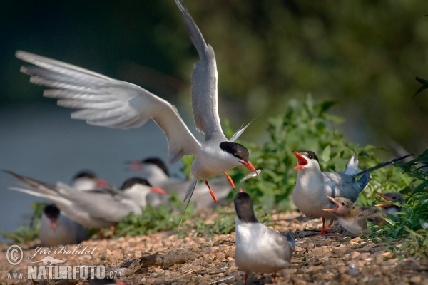 Flußseeschwalbe (Sterna hirundo)