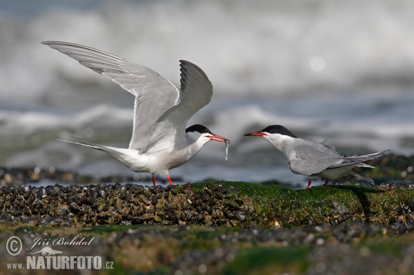 Flußseeschwalbe (Sterna hirundo)