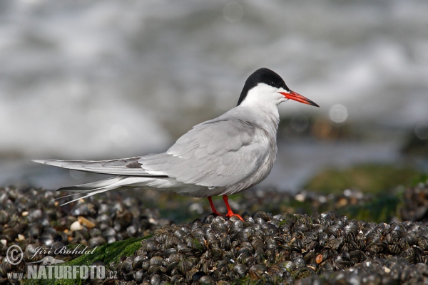 Flußseeschwalbe (Sterna hirundo)