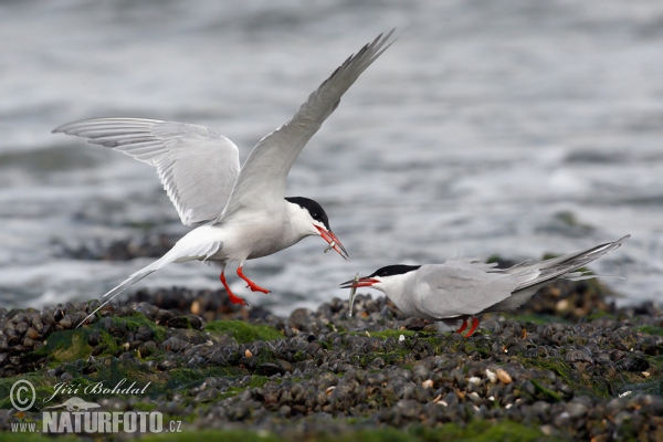 Flußseeschwalbe (Sterna hirundo)