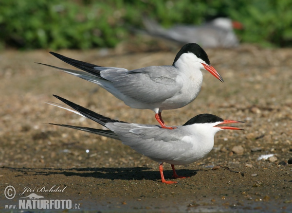 Flußseeschwalbe (Sterna hirundo)