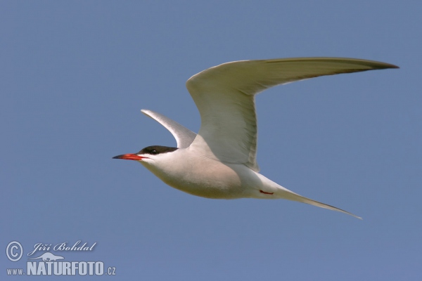 Flußseeschwalbe (Sterna hirundo)