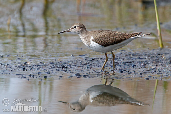 Flussuferläufer (Actitis hypoleucos)