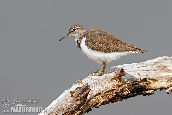 Flussuferläufer (Actitis hypoleucos)