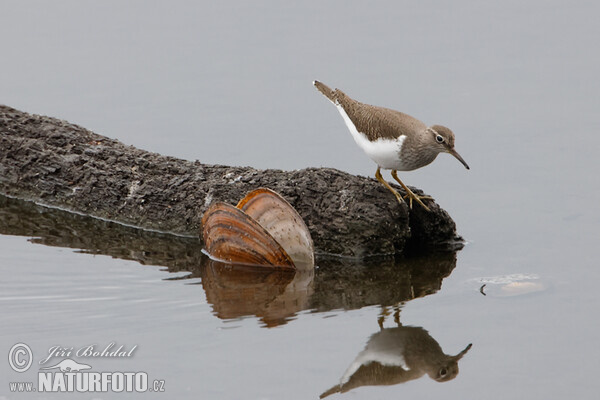 Flussuferläufer (Actitis hypoleucos)