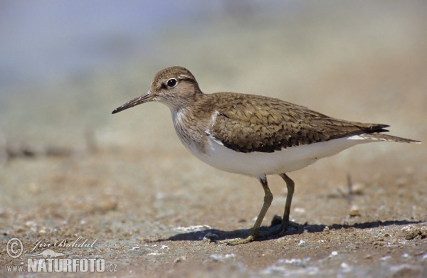 Flussuferläufer (Actitis hypoleucos)