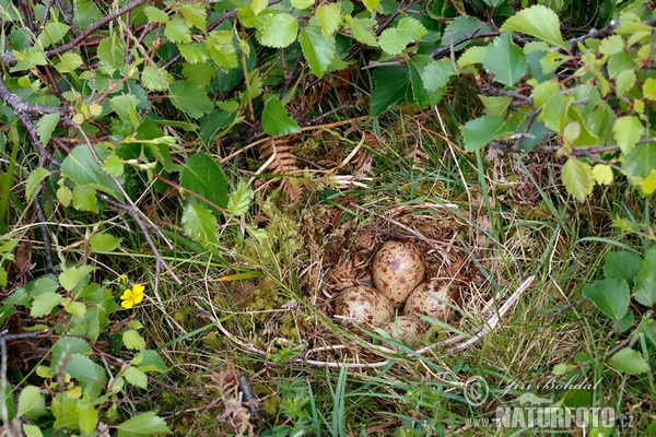 Flussuferläufer - Nest (Actitis hypoleucos)