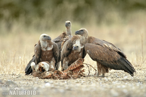 Gänsegeier (Gyps fulvus)