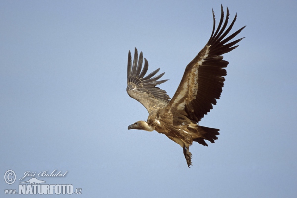 Gänsegeier (Gyps fulvus)