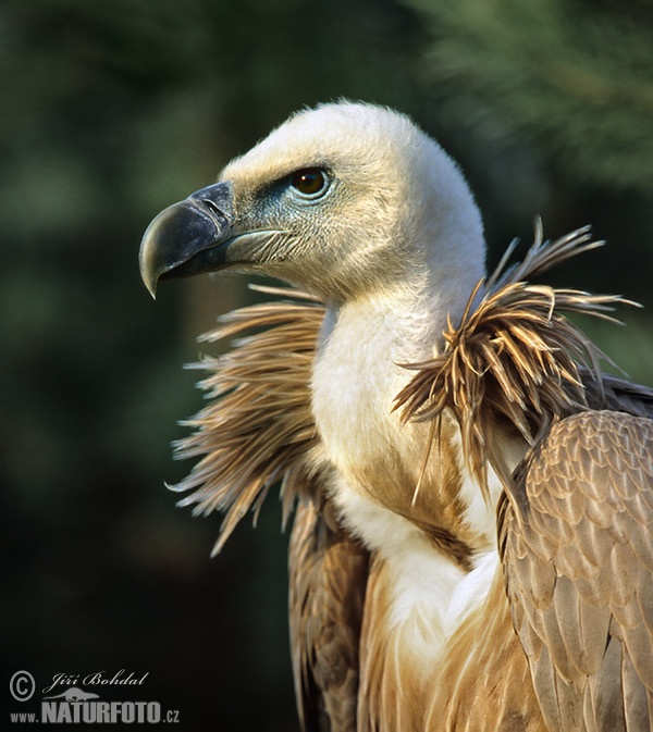 Gänsegeier (Gyps fulvus)