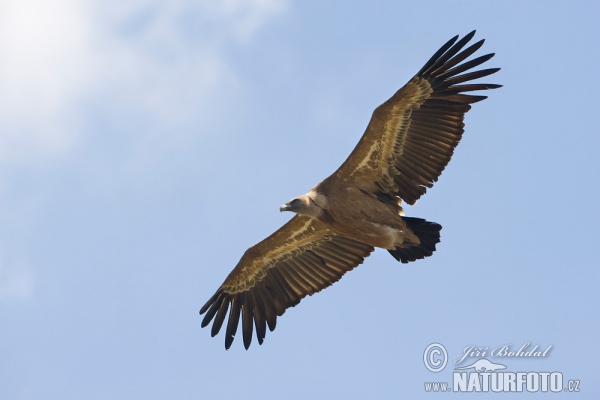 Gänsegeier (Gyps fulvus)