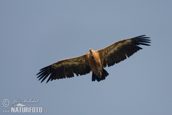 Gänsegeier (Gyps fulvus)