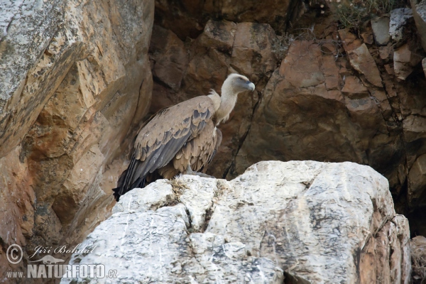 Gänsegeier (Gyps fulvus)