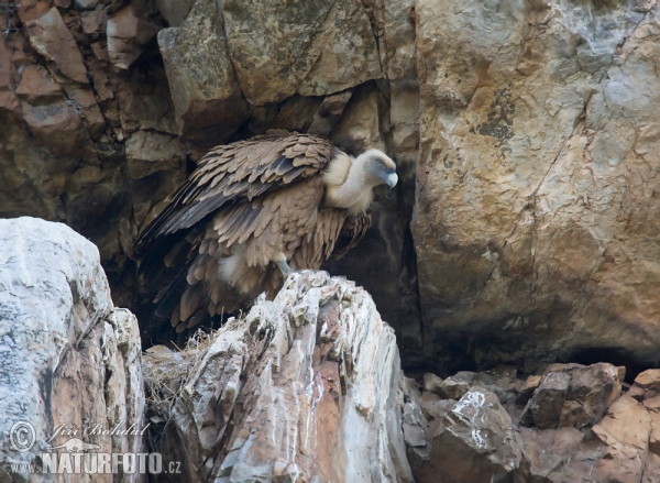 Gänsegeier (Gyps fulvus)