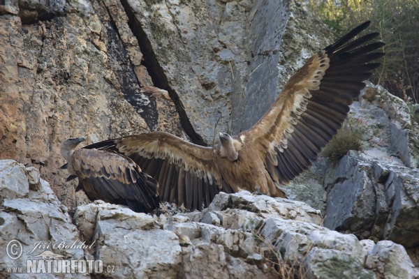 Gänsegeier (Gyps fulvus)