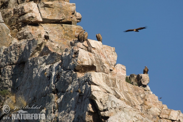 Gänsegeier (Gyps fulvus)