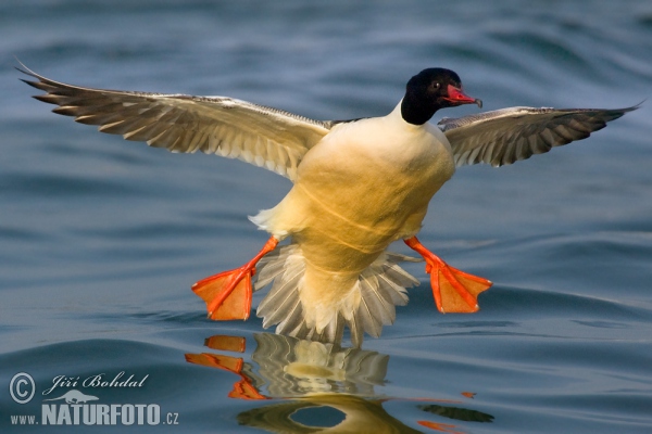 Gänsesäger (Mergus merganser)