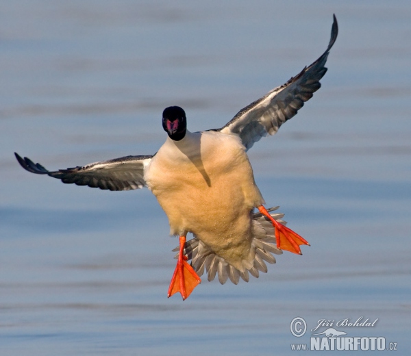 Gänsesäger (Mergus merganser)