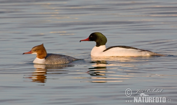 Gänsesäger (Mergus merganser)