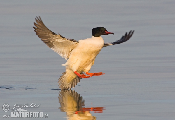 Gänsesäger (Mergus merganser)