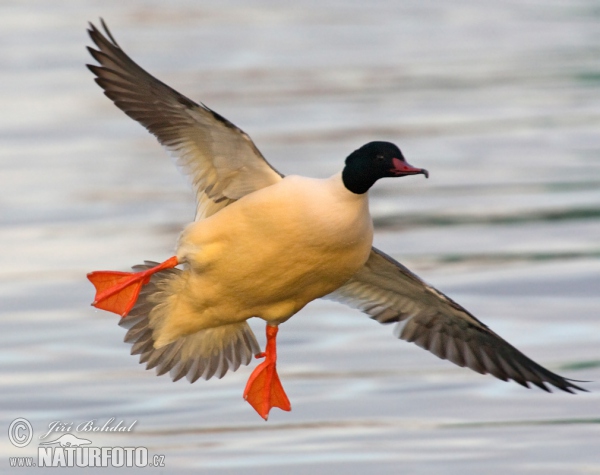 Gänsesäger (Mergus merganser)