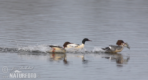 Gänsesäger (Mergus merganser)