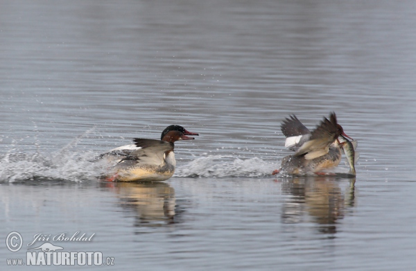 Gänsesäger (Mergus merganser)