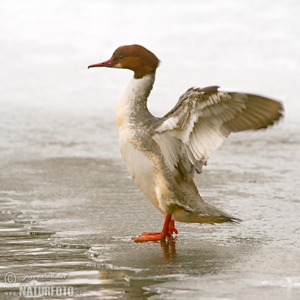 Gänsesäger (Mergus merganser)