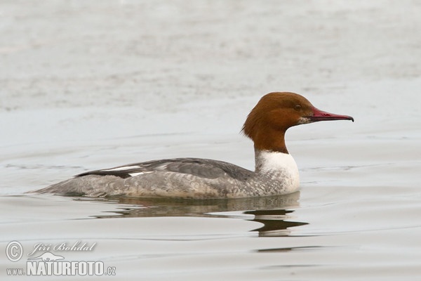 Gänsesäger (Mergus merganser)