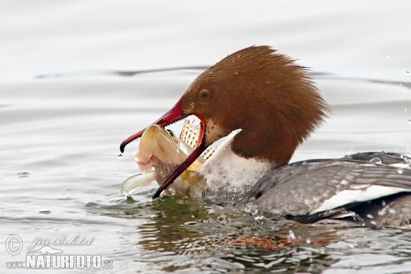 Gänsesäger (Mergus merganser)