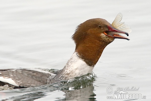 Gänsesäger (Mergus merganser)