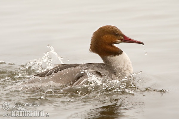 Gänsesäger (Mergus merganser)