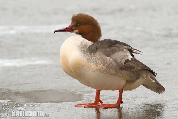 Gänsesäger (Mergus merganser)