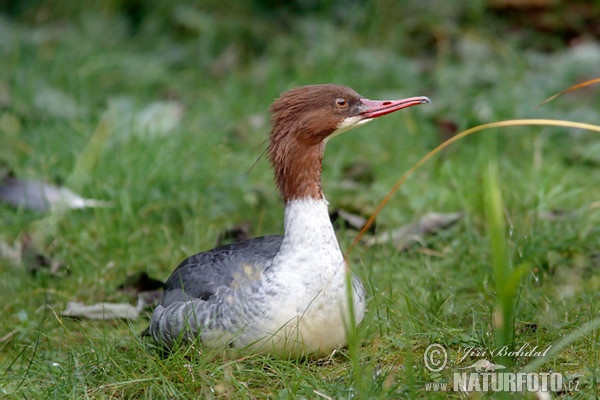 Gänsesäger (Mergus merganser)